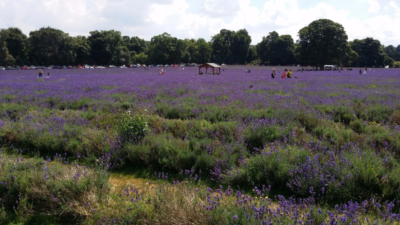 Mayfield Lavender Farm