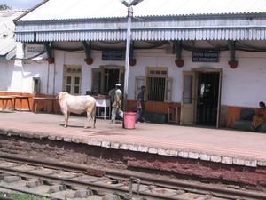 Cow in train station