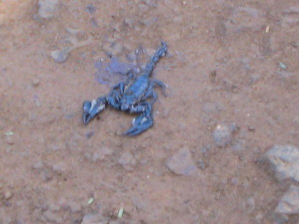 Squashed Scorpion