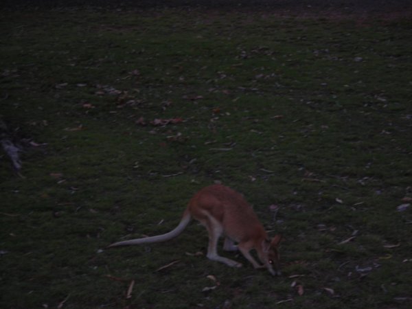 Roo in our campsite