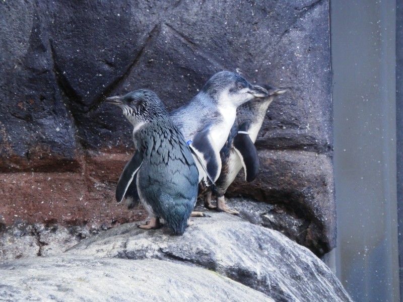 les blue pinguins 