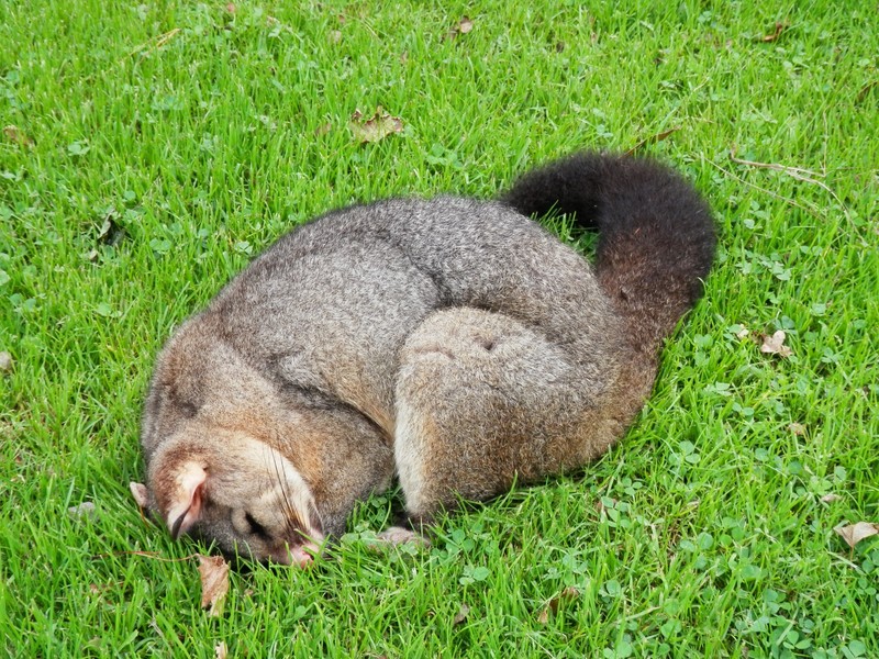 L'opposum ( le fléau de la Nouvelle Zélande, tué et chassé pour sa fourrure!)