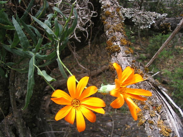 More orange flowers