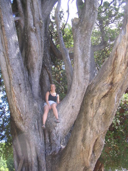 Irene sittin in a tree