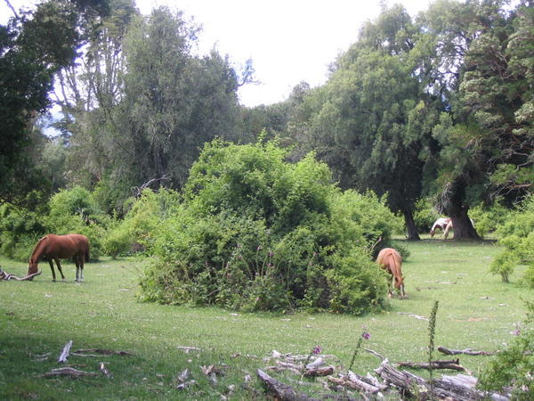Horses in the park