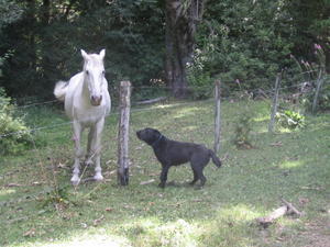 Dog vs horse
