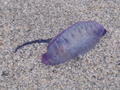 washed-up jellyfish