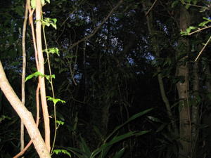 Rainforest jungle at dusk