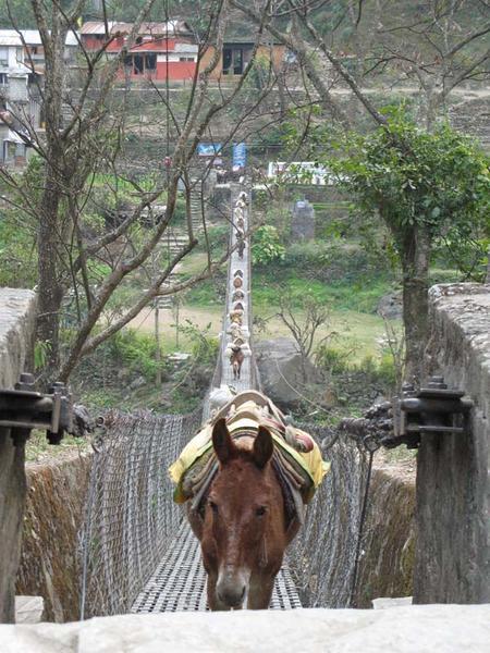 Donkeys on a cable bridge