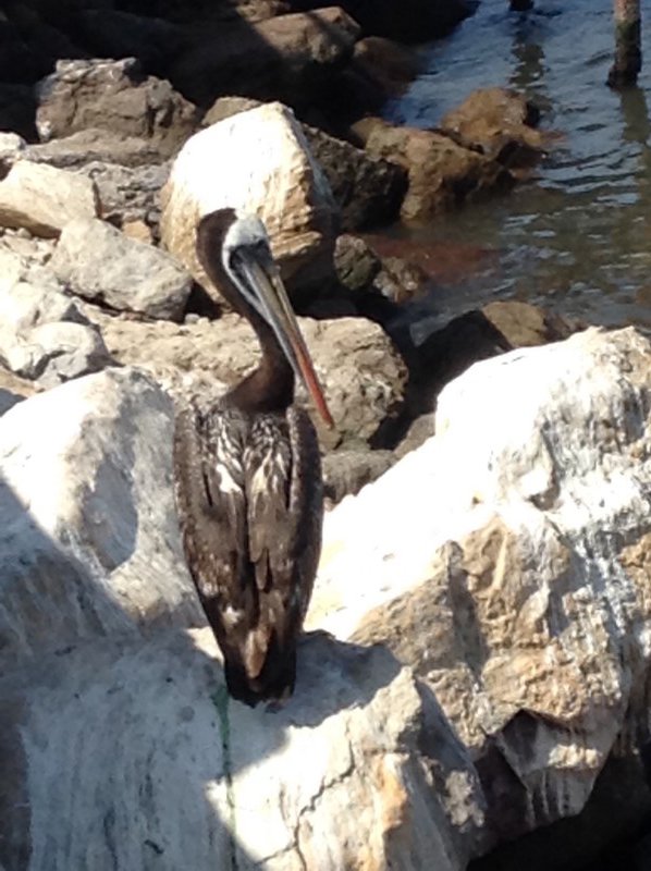 Pelicano chileno