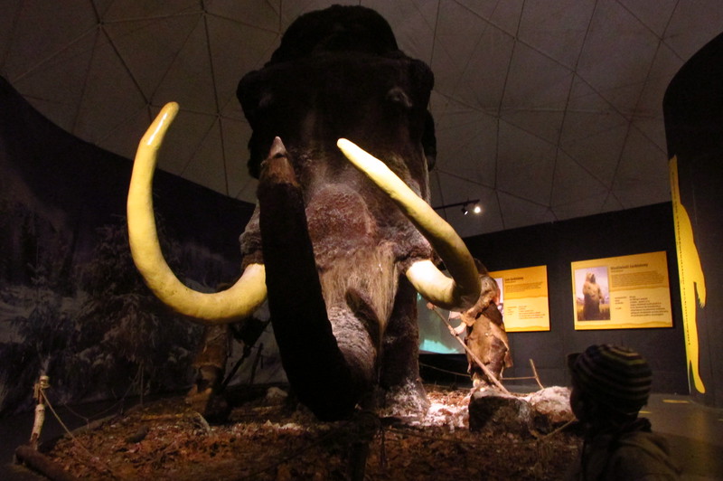 Michaś i mamut/ Michaś and the mammoth