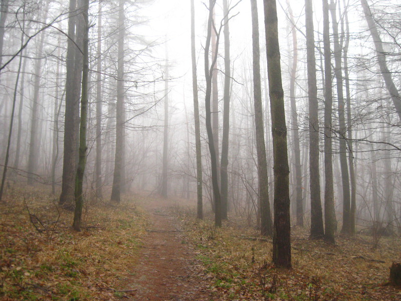 gloomy forest / mroczny las