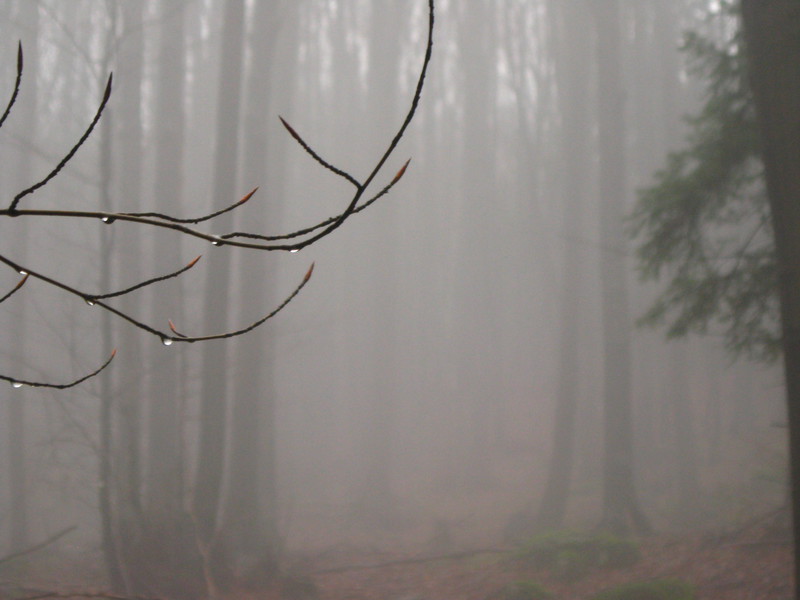 gloomy forest / mroczny las