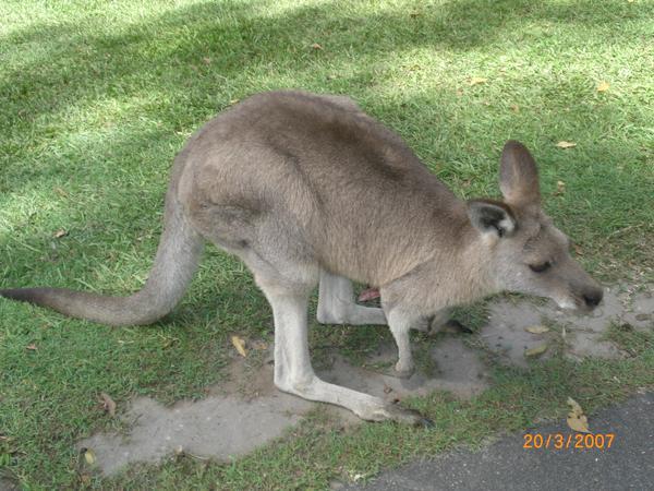 A Kangaroo!