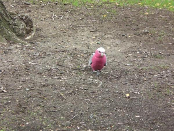 Pink Parrot in Fitzroy Gardens