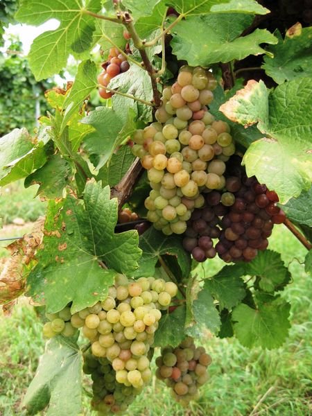 Alsacian grapes near Obernai