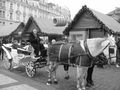 Old fashioned horse & cart