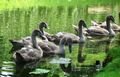 My swan family