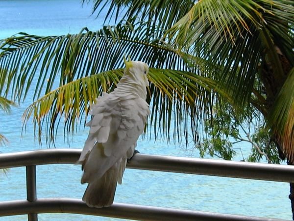 Cockatoo in the breeze