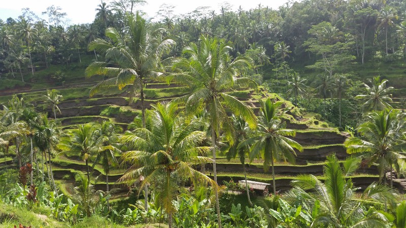 The rice terraces near Ubud