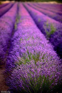 Lavander fields en Provence