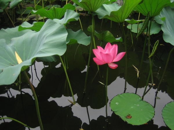 lotus, Humble Administrator's Garden