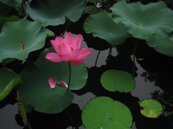 lotus, Zhuozheng Yuan