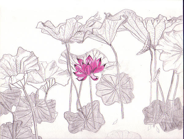 sketch of lotus, Zhuozheng Yuan