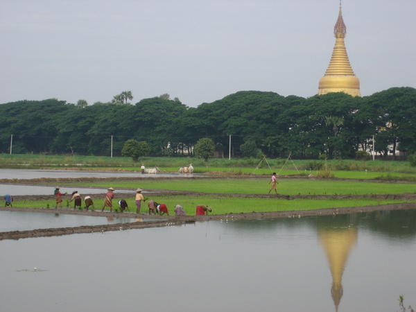 rice paddy, Inwa