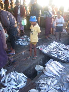 boy, fish market, Sittwe