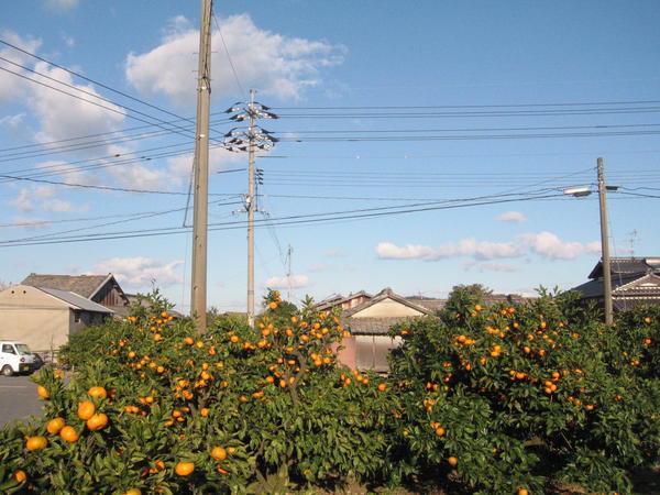 where Japanese oranges come from