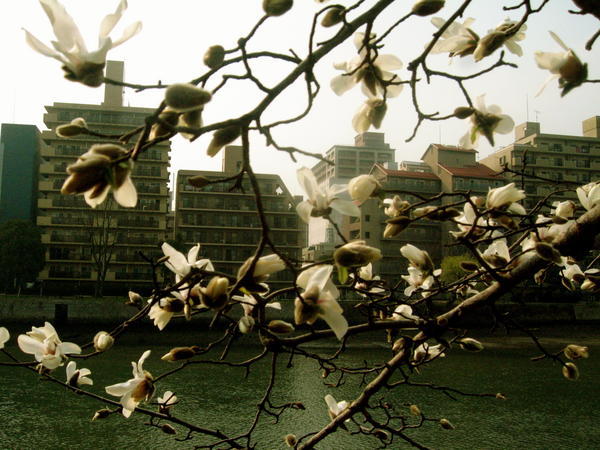 magnolia tree, Kyobashigawa, Hiroshima City
