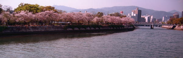 cherry blossoms, Peace Park