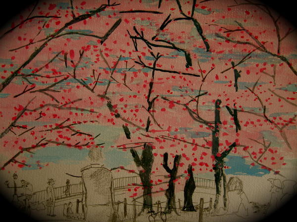 cherry blossoms, Peace Park