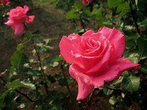 Rose Garden, Yoyogi Park