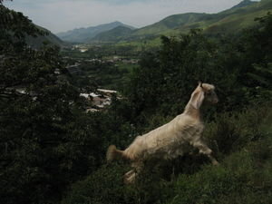 following the goat trails above Madyan