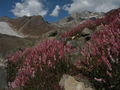 wild flowers, Naltar Valley