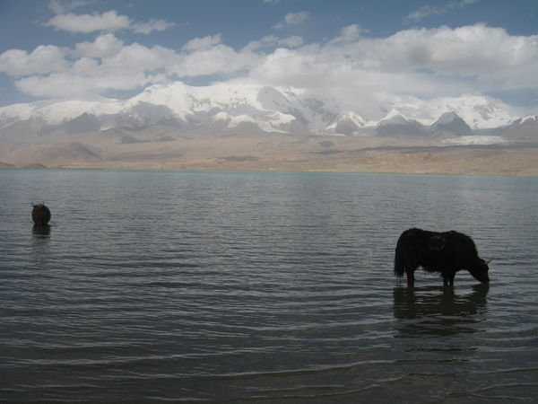 Yaks drinking in Karakuli Lake