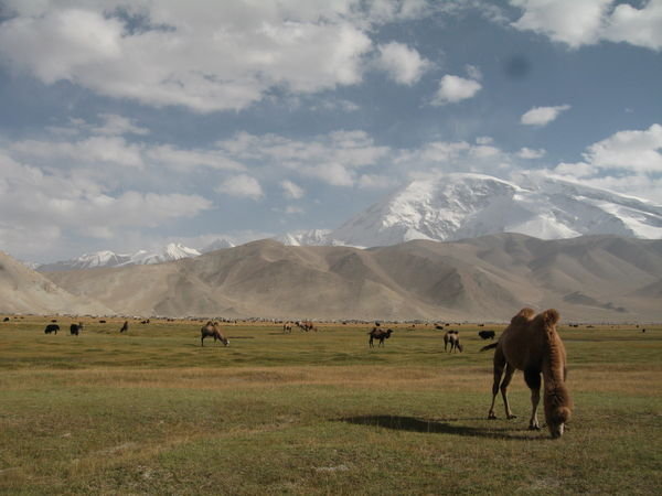 camels and the slopes of Maztagh Ata