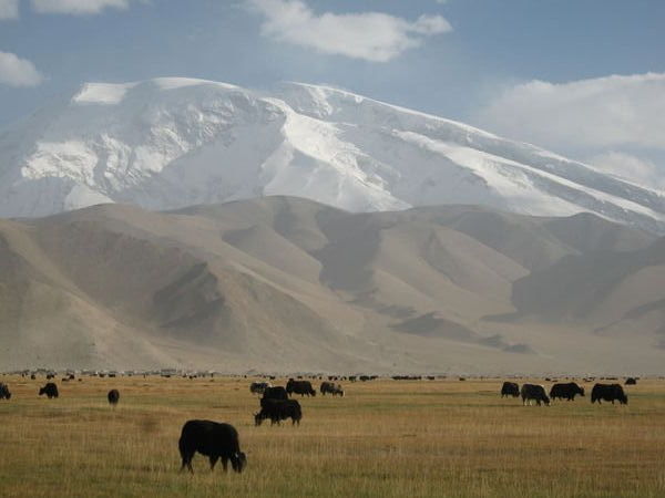 yaks grazing
