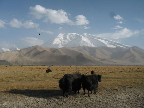 yaks grazing, Karakuli Lake