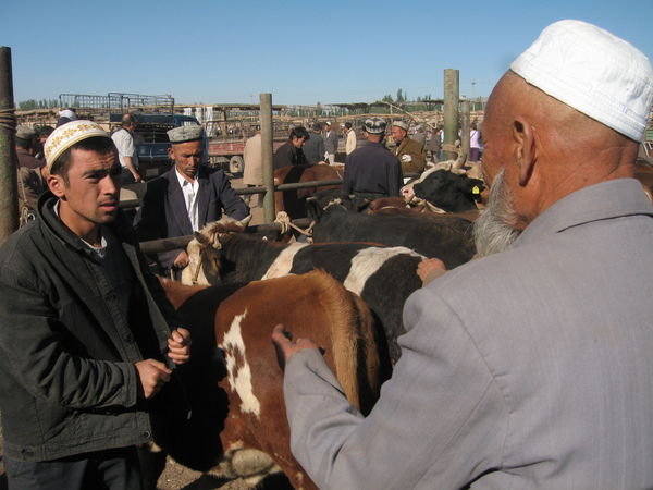 cow shopping, Livestock Market, Kashgar