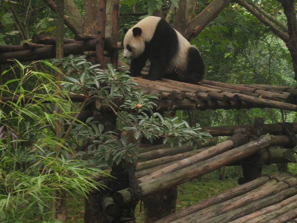 Panda Research Centre, Chengdu
