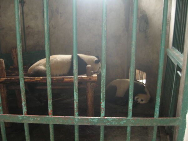 captivity, Pandas in Chengdu