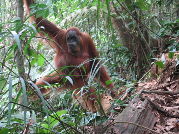 orang utang, Bukit Lawang