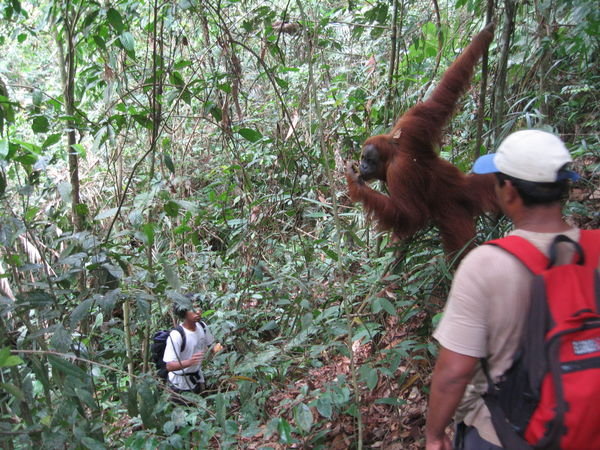 Our Guides with Orang Utang