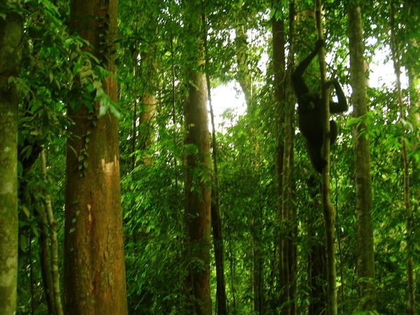 black gibbon, Bukit Lawang