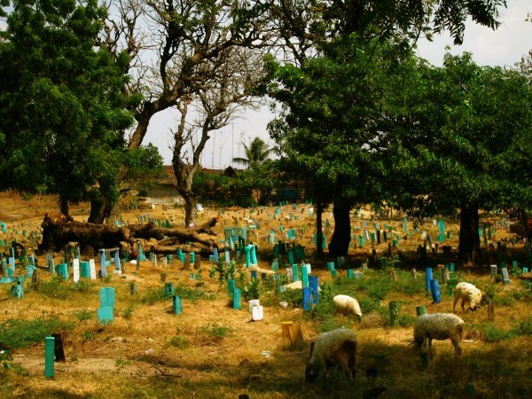 sheep munching in a cemetery, Bulu