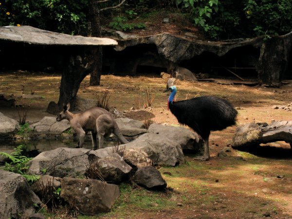 casuwari, Taman Safari, Pasuruwan-Malang