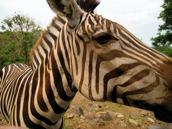 Zebra, Taman Safari